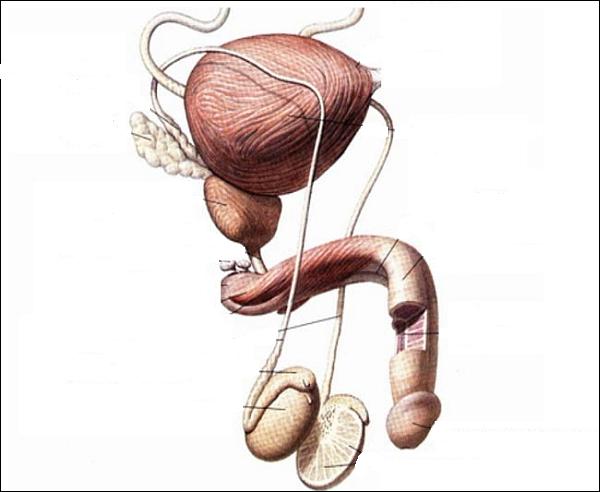 Функции предстательной железы у мужчин
