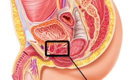 Где находится простата у мужчин?